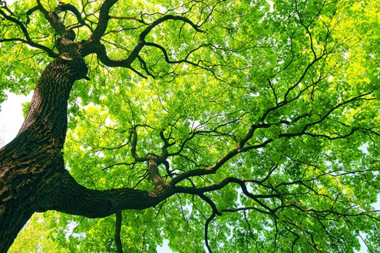 looking up into the branches of a large tree