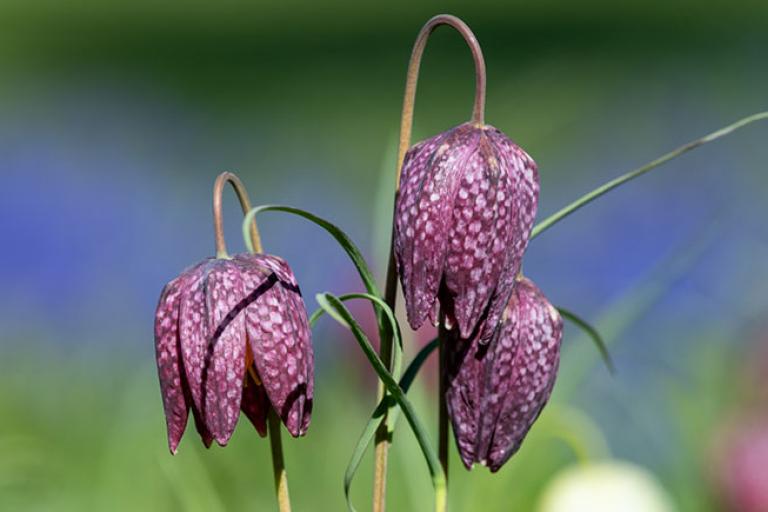 snake's head fritillary flowers