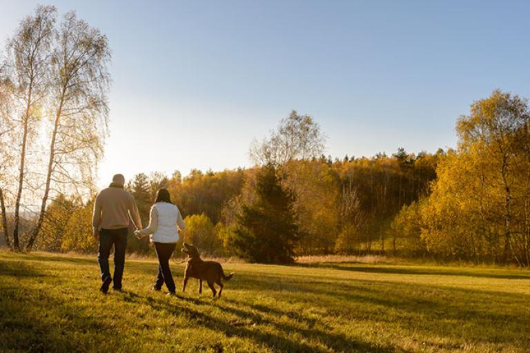 a mature couple walking their dog across a field in autumn sunshine