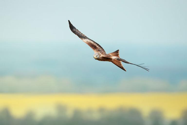 a red kite bird flying above fields in Oxfordshire