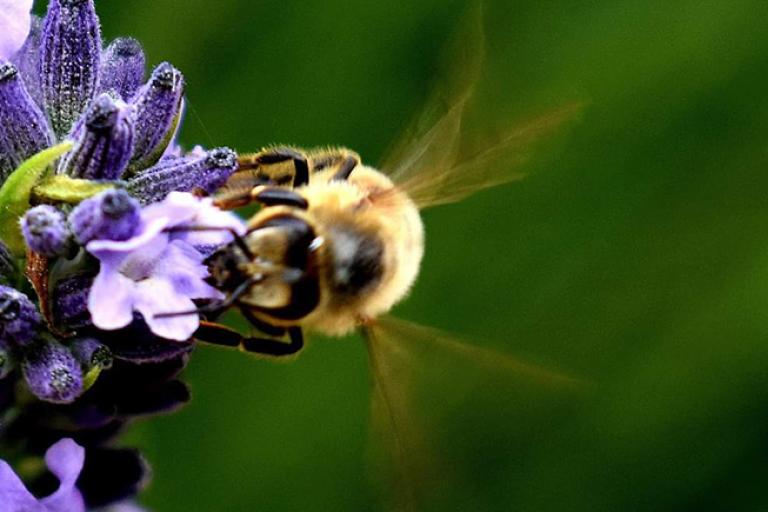 a bumble bee collecting pollen on a purple flower