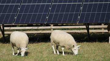 two sheep grazing next to large solar panels