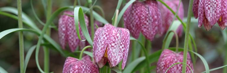 snake's head fritillary flowers